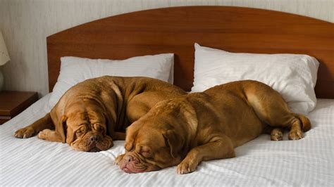 11 Best Pet-Friendly NYC Hotels | Places to Stay with Pets in NYC