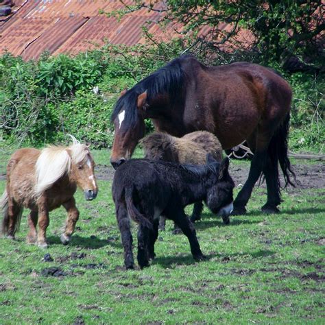 SHIRE HORSE FARM AND CARRIAGE MUSEUM (2024) All You Need to Know BEFORE ...