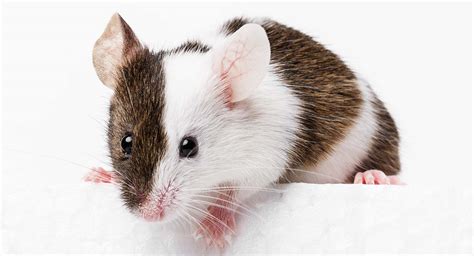 Mouse Names - Discover More Than 300 Inspiring Names For Mice