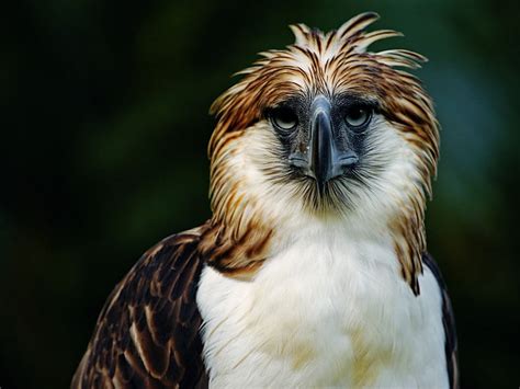 HD wallpaper: Birds, Philippine Eagle, The Philippine Eagle | Wallpaper ...