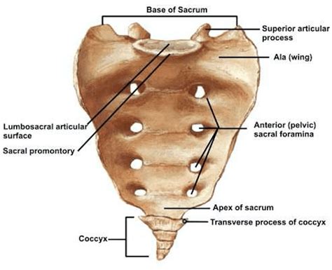 Sacrum Anatomy