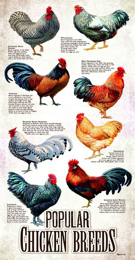 Popular Chicken Breeds, 500 Pieces, SunsOut | Puzzle Warehouse