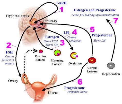 How Hormonal Changes Affect Fertility Symptoms | Hormones, Menstrual ...