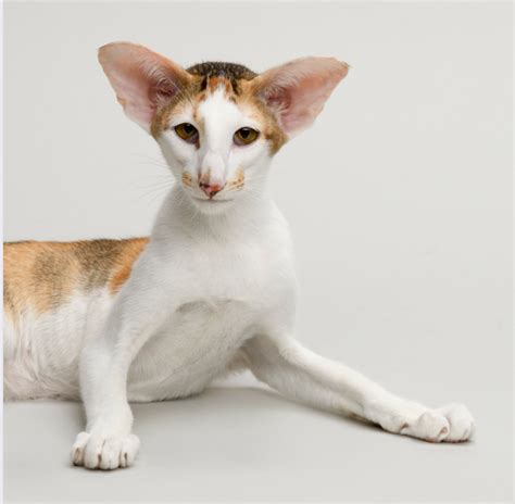 Oriental Shorthair Cat