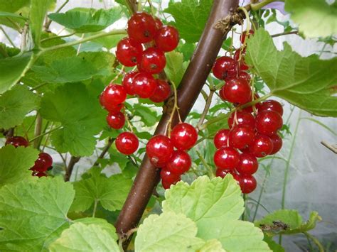 Redcurrant | Food forest, Forest garden, Fruit