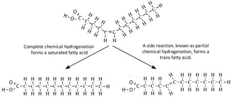 Hydrogenated Oil Structure