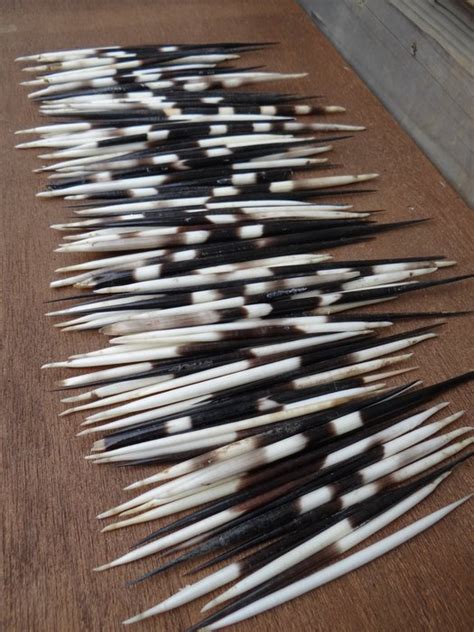 Large Collection of Cape Porcupine Quills - Hystrix - Catawiki