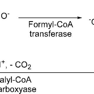 Improved synthetic preparation of formyl-CoA. | Download Scientific Diagram