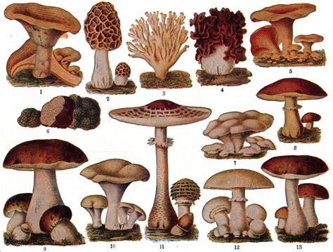 Edible Mushrooms: Types, Nutritional Facts and Uses - Delishably