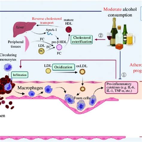 Atherosclerosis begins with macrophage engulfment of oxidized LDL-C ...