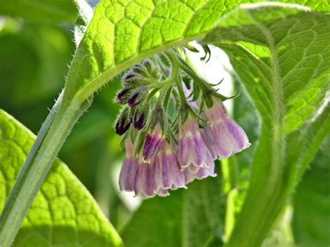 How to Grow and Care for the Herb Comfrey