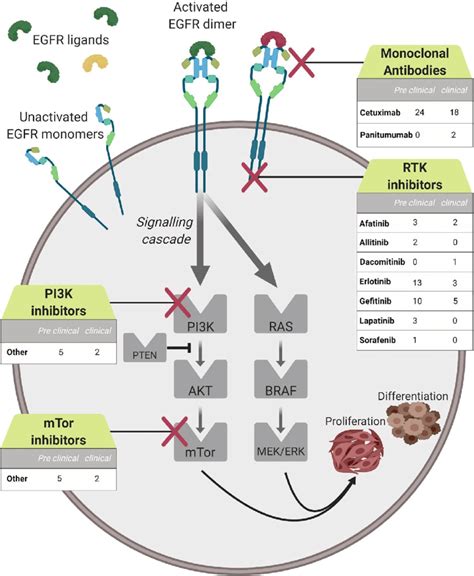 Simplified overview of EGFR pathway, with numbers of studies included ...