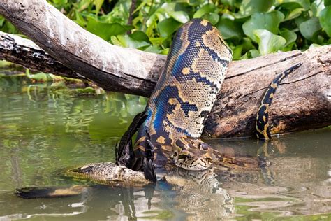 Anaconda Snake - Facts, Habitats, Types, And More