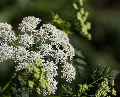 Hemlock Poisoning: Symptoms, Treatment & Prevention