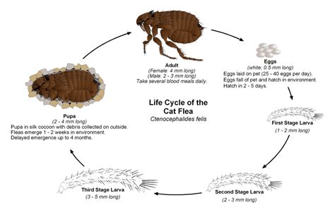 What Is a Flea? What Does It Look Like? - Cat Info Detective