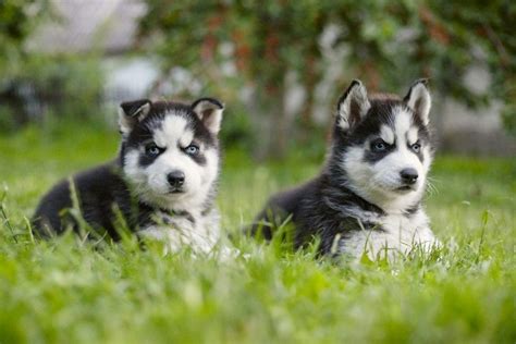 Siberian Husky Dogs And Puppies For Sale