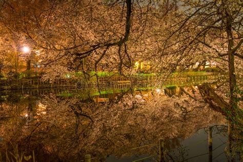 Cherry Blossoms of Inokashira Park Inokashira Park Stock Image - Image ...