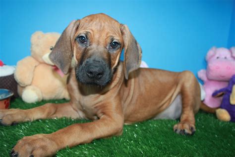 Rhodesian Ridgeback Puppies For Sale - Long Island Puppies