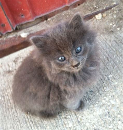 Barn Kittens - HubPages