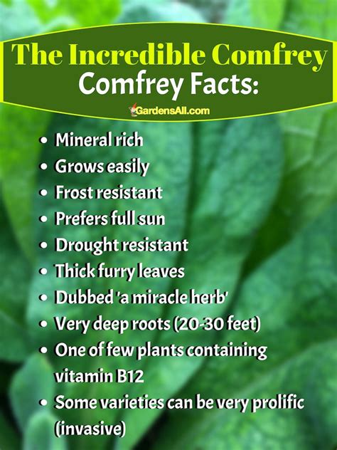 Comfrey Uses and Benefits for Your Garden and Your Body - GardensAll