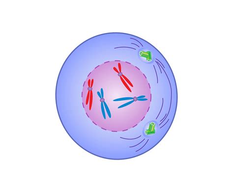 Prophase | Definition, Mitosis, Summary, & Facts | Britannica