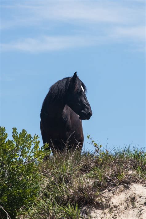 Wild Horses of Corolla | Outdoor Project