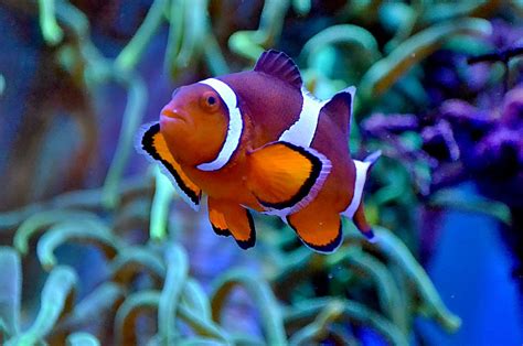 Salty Underground: Ocellaris Clownfish Information and Care