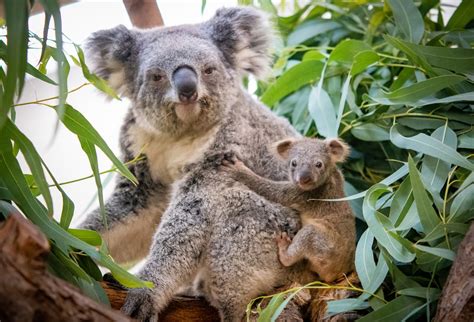 Cleveland Metroparks Zoo welcomes baby koala for the first time in ...