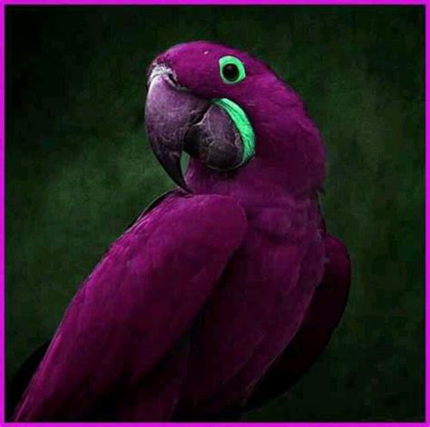 Purple Parrot | Exotic birds, Beautiful birds, Birds