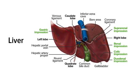 42 liver blood supply diagram - Wiring Diagrams Manual