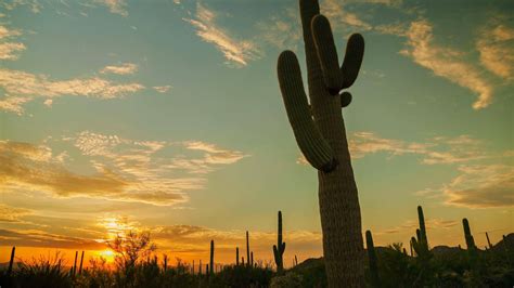 Download Cactus Wallpaper