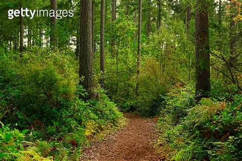 Pacific Northwest forest hiking trail 이미지 (996731534) - 게티이미지뱅크