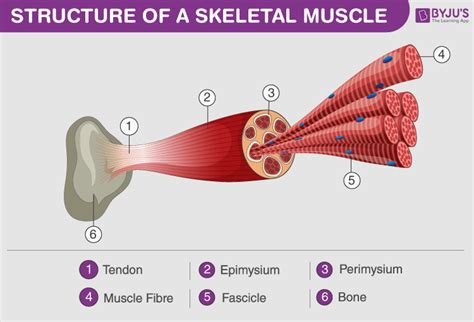 46+ Actin Myosin Diagram - GarrionReyhan