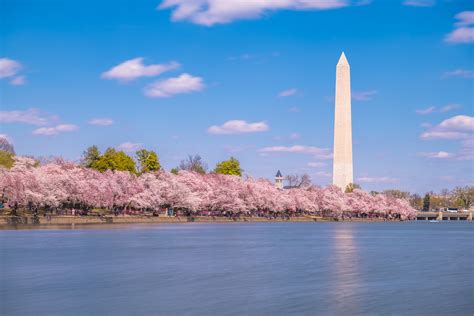 DC Cherry Blossom Festival Moved up to Mid-March Due to Warm Winter ...