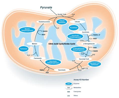 Citric Acid Cycle