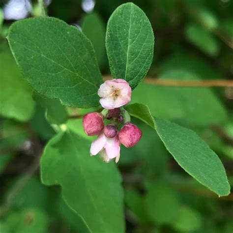 May 9, 2019 – Homestead Valley Land Trust