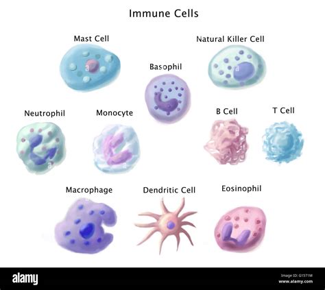 Immune cells (from top left to bottom right): mast cell, basophil Stock ...