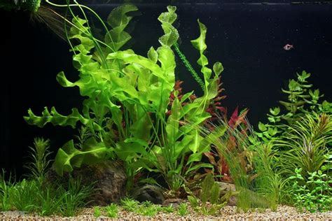 Aponogeton Ulvaceus Plant Care Guide: Carpet, Floating, Propagation ...