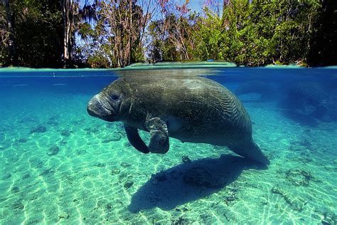 Manatees on Fort Myers Beach | Visit Fort Myers Beach