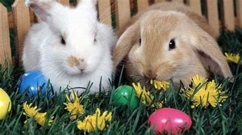 Easter Bunny Wallpapers Free - Wallpaper Cave