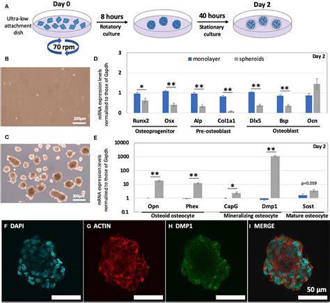 Frontiers | Cell Condensation Triggers the Differentiation of ...