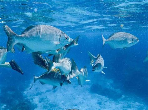 15 BEST Playa del Carmen Snorkeling Tours in 2024