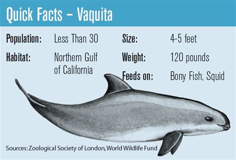 “In-Danger” designation for vaquita habitat could be delayed – The Log ...