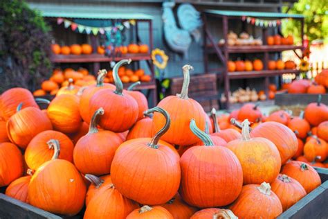 Carving out spooky fun with your local pumpkin patches • Paso Robles Press