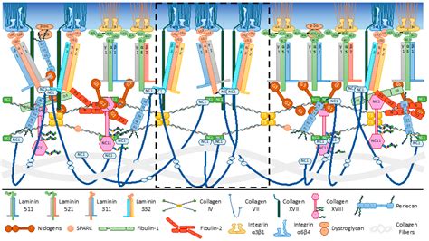 Biomolecules | Free Full-Text | The Human Epidermal Basement Membrane ...