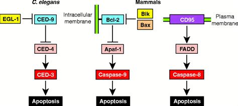 The Bcl-2 Protein Family: Arbiters of Cell Survival | Science