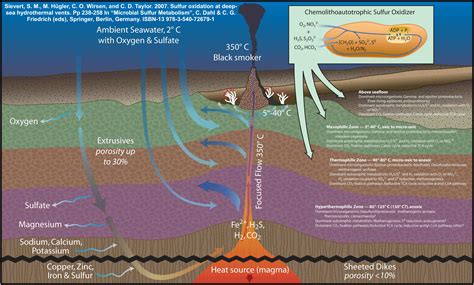 Hydrothermal Vents Diagram