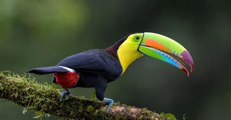 Toucan Bird Facts - WikiPoint - Wiki Point