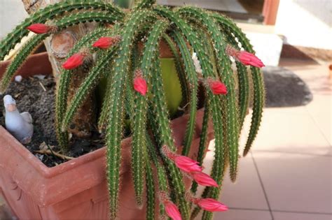 Monkey Tail Cactus Plant Care Guide | Plantly