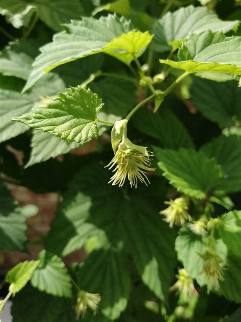 A guide to home growing your own hops in the UK